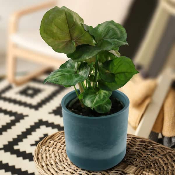 Plantation - たく Costa Farms Zz Plant House Plant in 6-in Pot CO.ZZ6.1.MOD