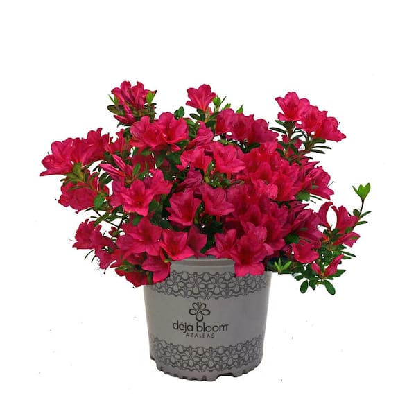SEASON TO SEASON 2.5 qt. Fuchsia Parasol Azalea Flowering Shrub with Pink Blooms