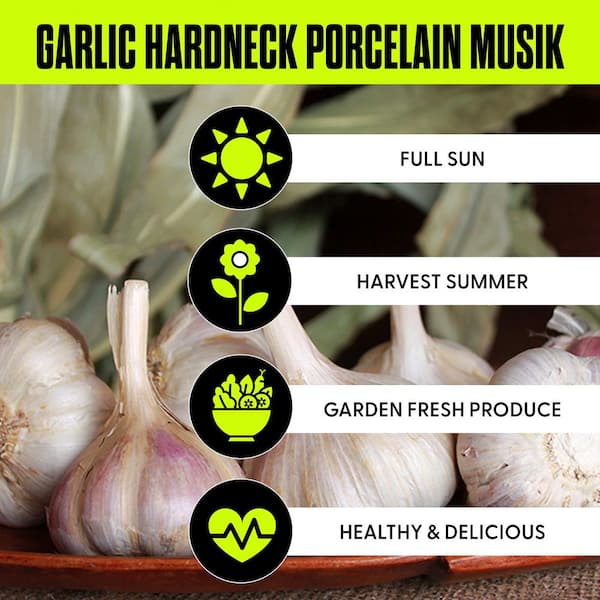 Garlic Hardneck Porcelain Musik Set of 3 Cloves
