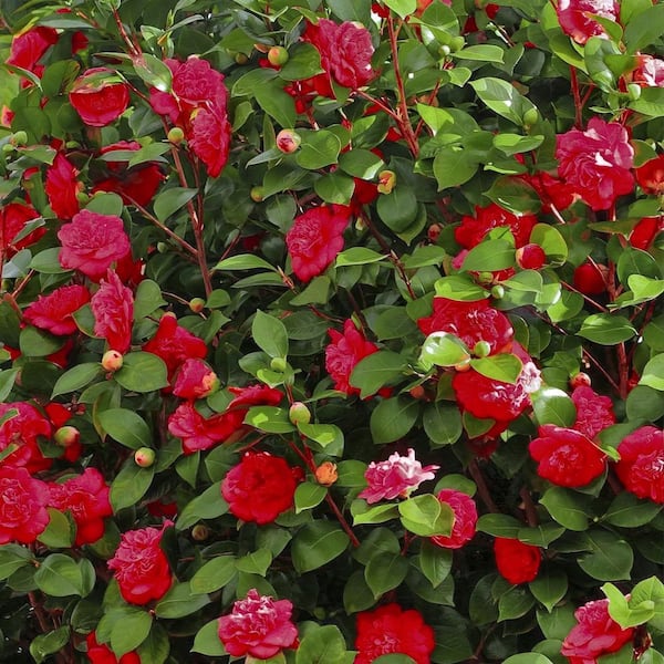 national PLANT NETWORK 3 gal. Camellia Kramer Supreme Live Shrub