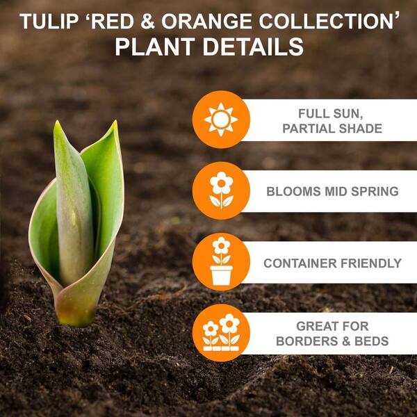 Tulip - 12 oz (Gold)