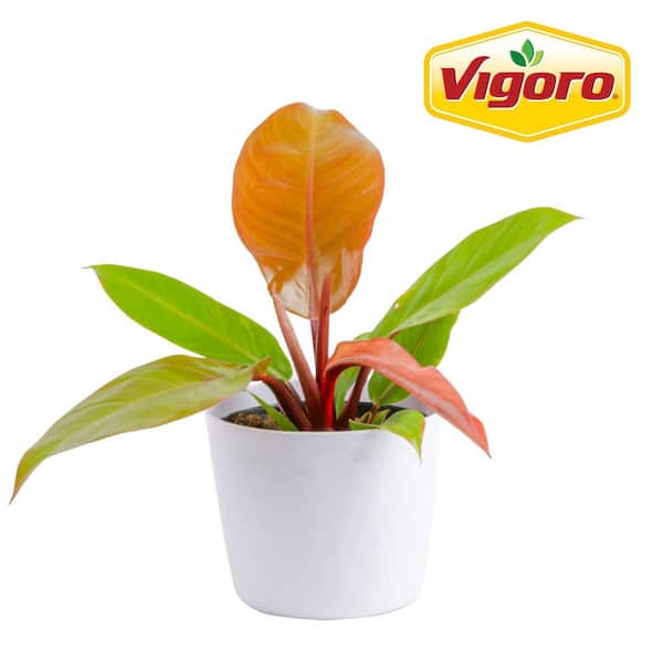 Vigoro Grower's Choice Philodendron Plant in 6 in. White Decor Pot, Avg. Shipping Height 1-2 ft. Tall