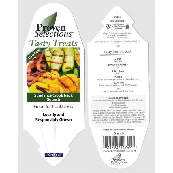 PROVEN WINNERS 4.25 in. Grande Proven Selections Sundance Crook Neck Squash Live Plant Vegetable (Pack of 4)