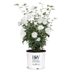 2 Gal. White Pillar Rose of Sharon (Hibiscus) Plant with White Flowers