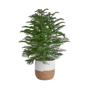 Norfolk Island Pine Indoor Plant in 10 in. Two-Tone Decor Pot, Avg. Shipping Height 24-28 in. Tall