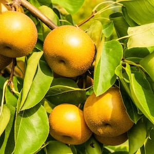 Drippin' Honey Standard Pear Pyrus Live Fruiting Bareroot Tree (1-Pack)