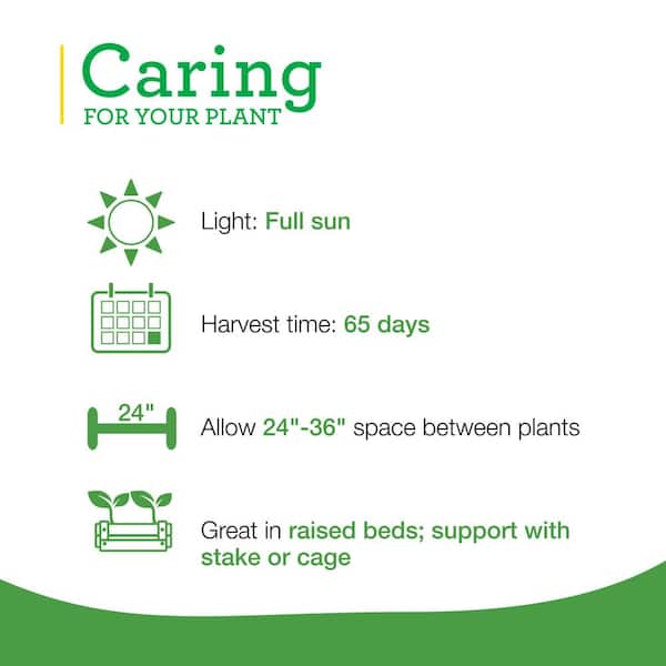 19 oz. Celebrity Tomato Plant (2-Pack)