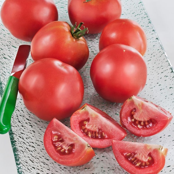 Bonnie Plants - 19 oz. Early Girl Tomato Plant (2-Pack)