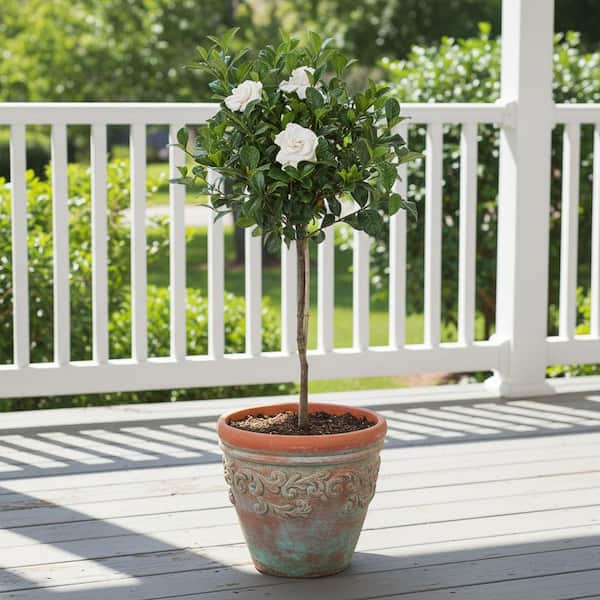 Reviews for United Nursery 34.in to 40 in. Tall Gardenia Aimee