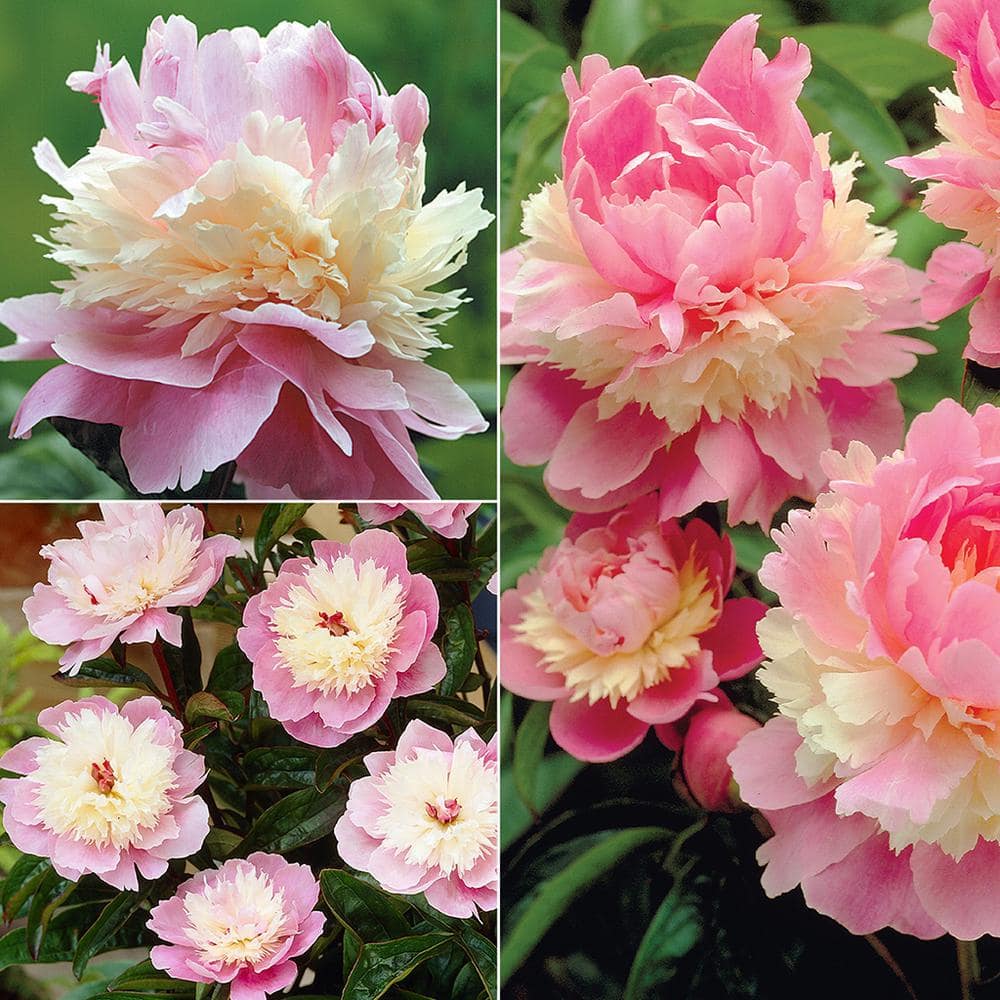 Sorbet Pink and Cream Perennial Peony Flower Pack
