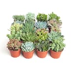 4 in. Assorted Succulent Collection Succulent (Collection of 40)
