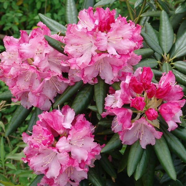 SOUTHERN LIVING 2 Gal. Rhododendron Dandy Man Pink Shrub Plant with Pink Blossoms in Grower pot