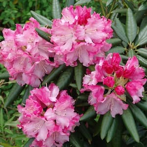 2 Gal. Brandi Southgate Rhododendron, Live Evergreen Shrub, Pink Ruffled Blooms
