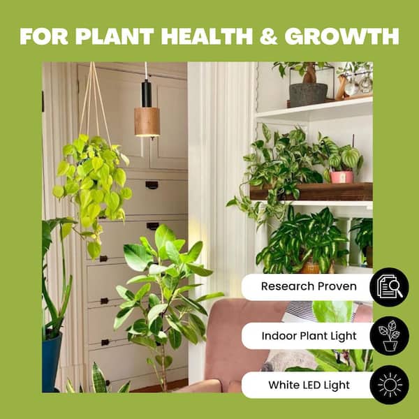 NorbBOTANIC 16W Equivalent Architectural Grade Par38 5975K White Plant Grow Light Bulb (1-Pack)