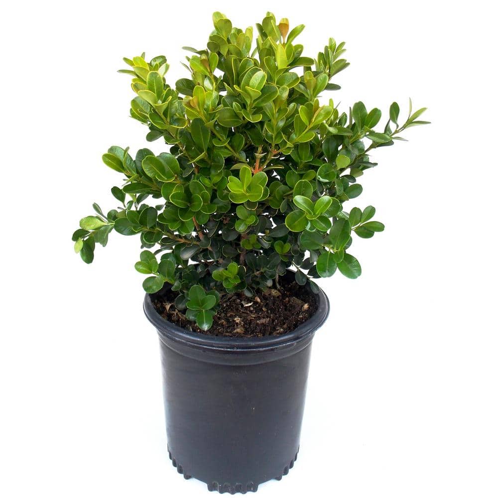 EVERDE GROWERS 2.5 Qt. Buxus Japanese Boxwood - Evergreen 285170 - The ...