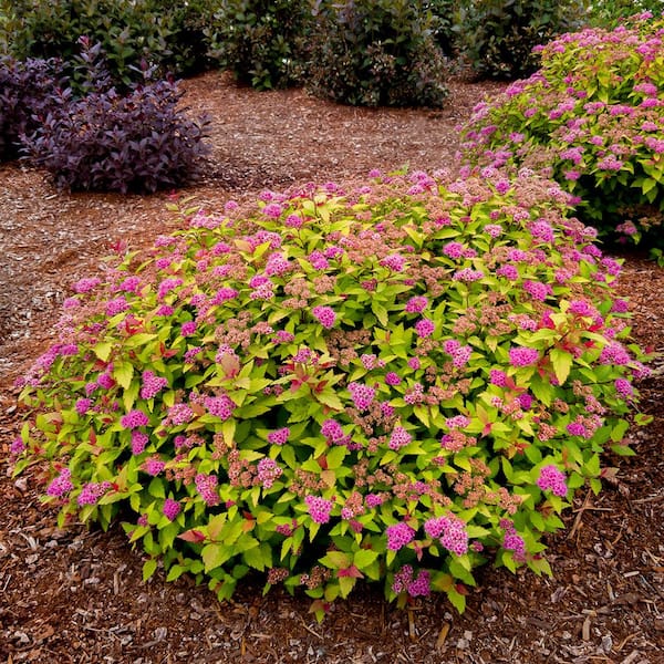 VAN ZYVERDEN Spiraea Rainbow Fizz 4 in. Potted Rocketliners (Set of 3 Plants)