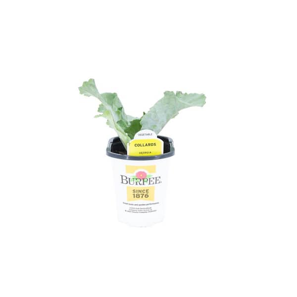 4.5 in. Pot Burpee Collards Plant (4 Plants)
