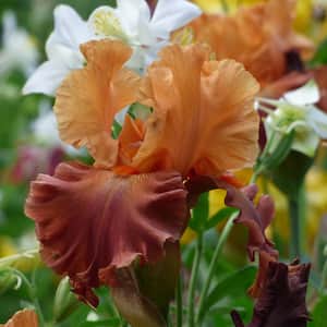 Bearded Iris 4 in. Liners Lovely Senorita Starter Plants (Set of 3)
