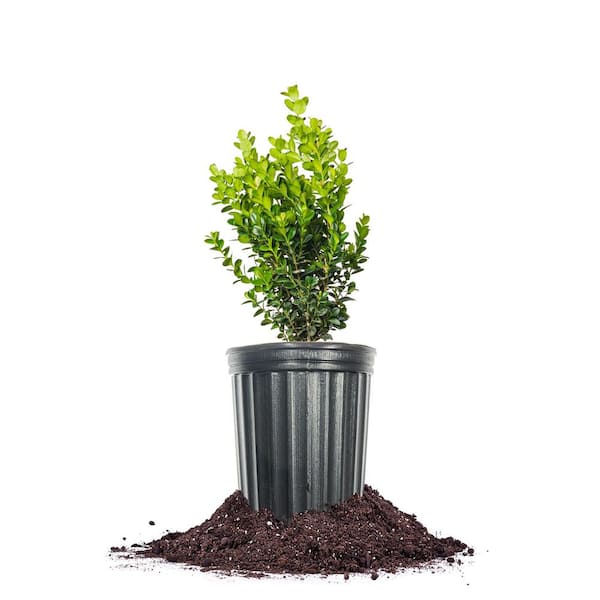 Perfect Plants Newgen Freedom Boxwood Shrub in 1 Gal. Grower's Pot