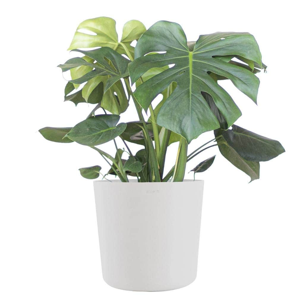 United Nursery Monstera Deliciosa Split Leaf Philodendron Swiss