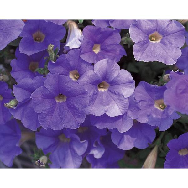 PROVEN WINNERS Surfinia Sky Blue (Petunia) Live Plant, Blue-Lavender Flowers, 4.25 in. Grande