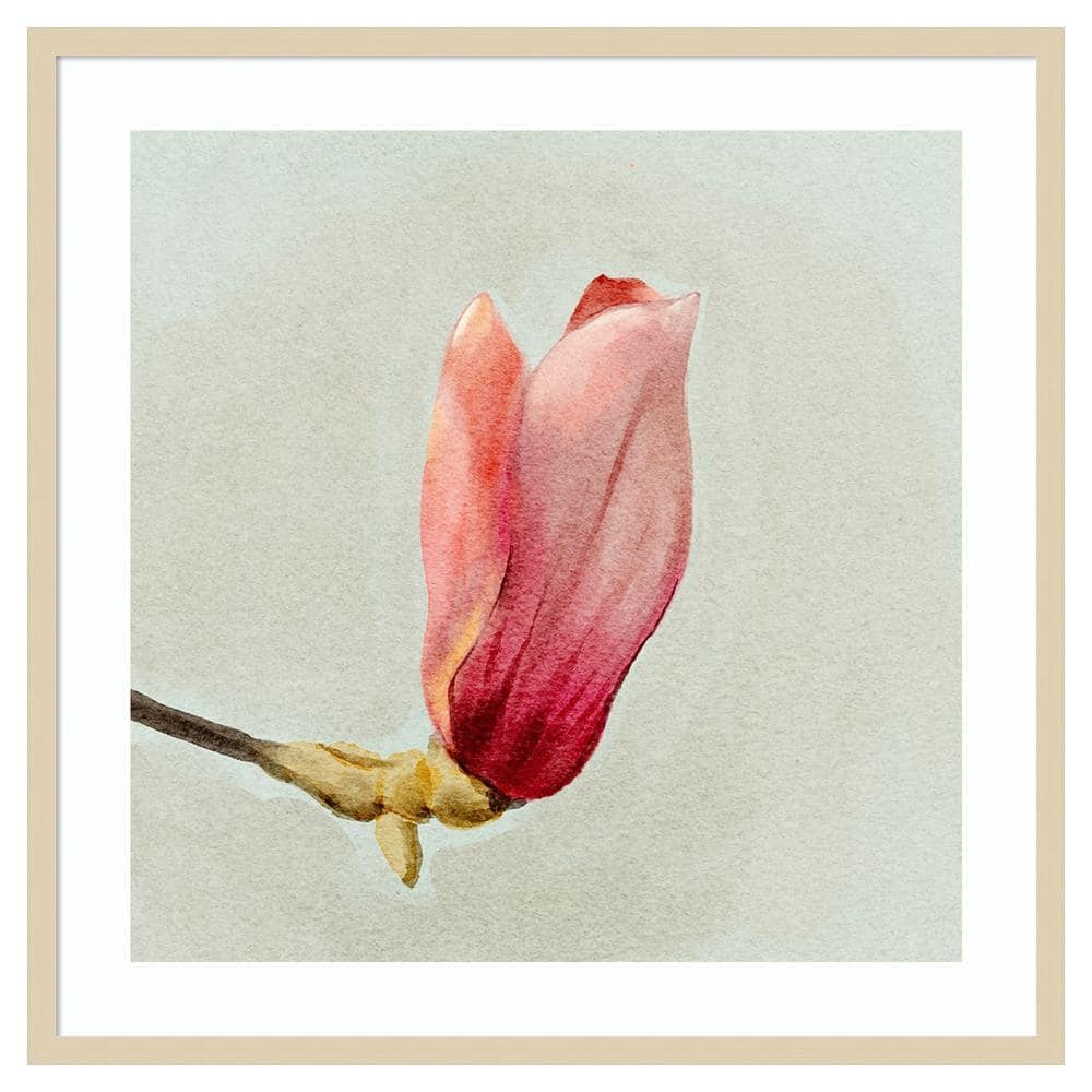 Magnolia Bud I by Katie Oshea 33 in. W x 33 in. H. Wood Framed Wall Art Print Framed in Brown price history on PriceWatchPro
