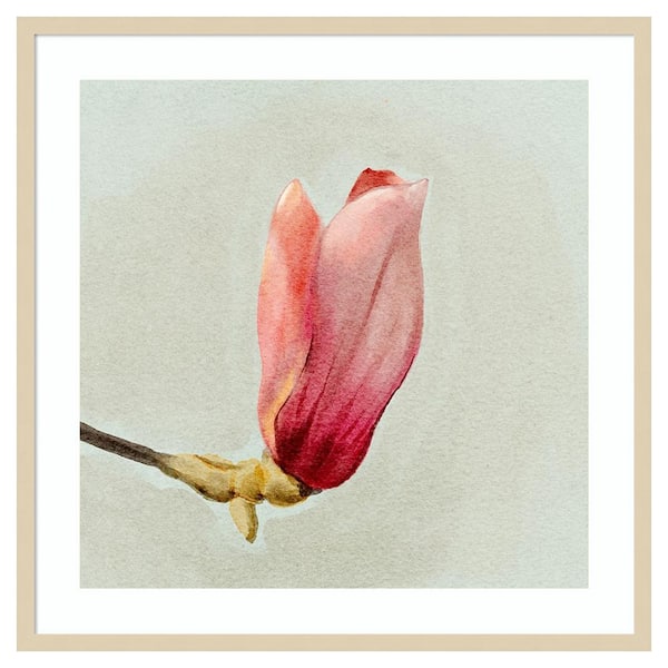 Amanti Art Magnolia Bud I by Katie Oshea 33 in. W x 33 in. H. Wood Framed Wall Art Print Framed in Brown