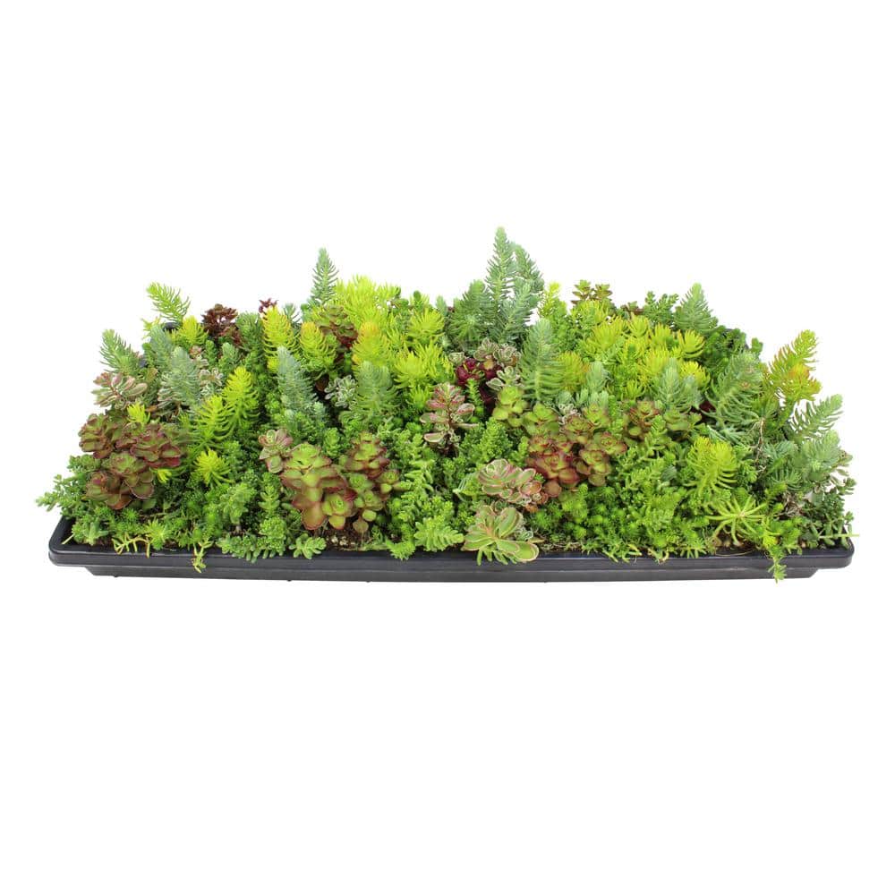 Multicolor Sedum Succulent Tray with Plastic Planter