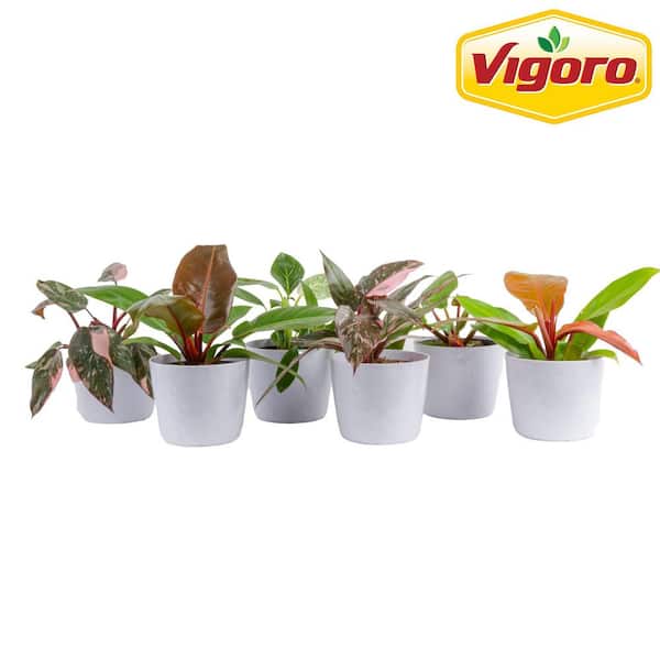 Vigoro Grower's Choice Philodendron Plant in 6in. White Decor Pot, Avg. Shipping Height 1-2 ft. Tall (6-Pack)