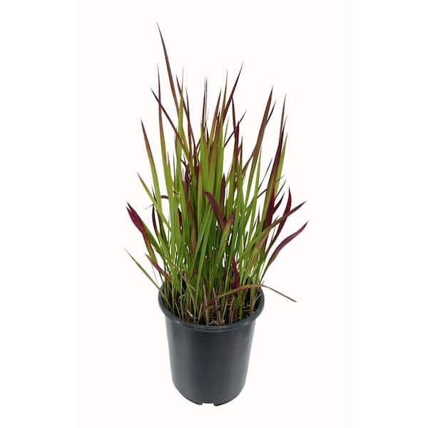 Unbranded 2.5 qt. Perennial Grass Hakonechloa Sunflare
