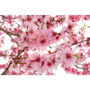Photographic Apple Blossom Landscapes Wall Mural