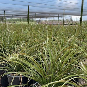 5 Gal. New Zealand Flax 'Tom Thumb' Ornamental Grass (2-Pack)
