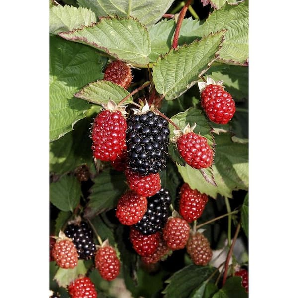 Apache BlackBerry Plant-10 Live Starter Plants-Rubus-Fruit Trees for the Patio and Garden