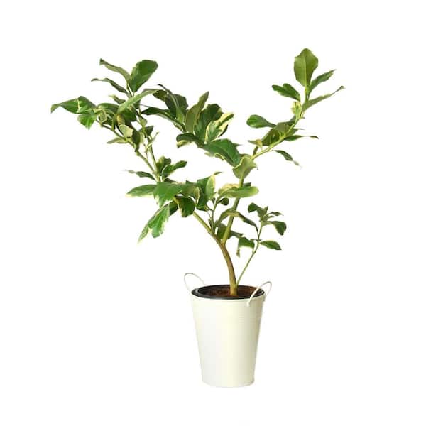 Bloomsz Pink Variegated Lemon Tree in Decorative Planter - New Limited Edition