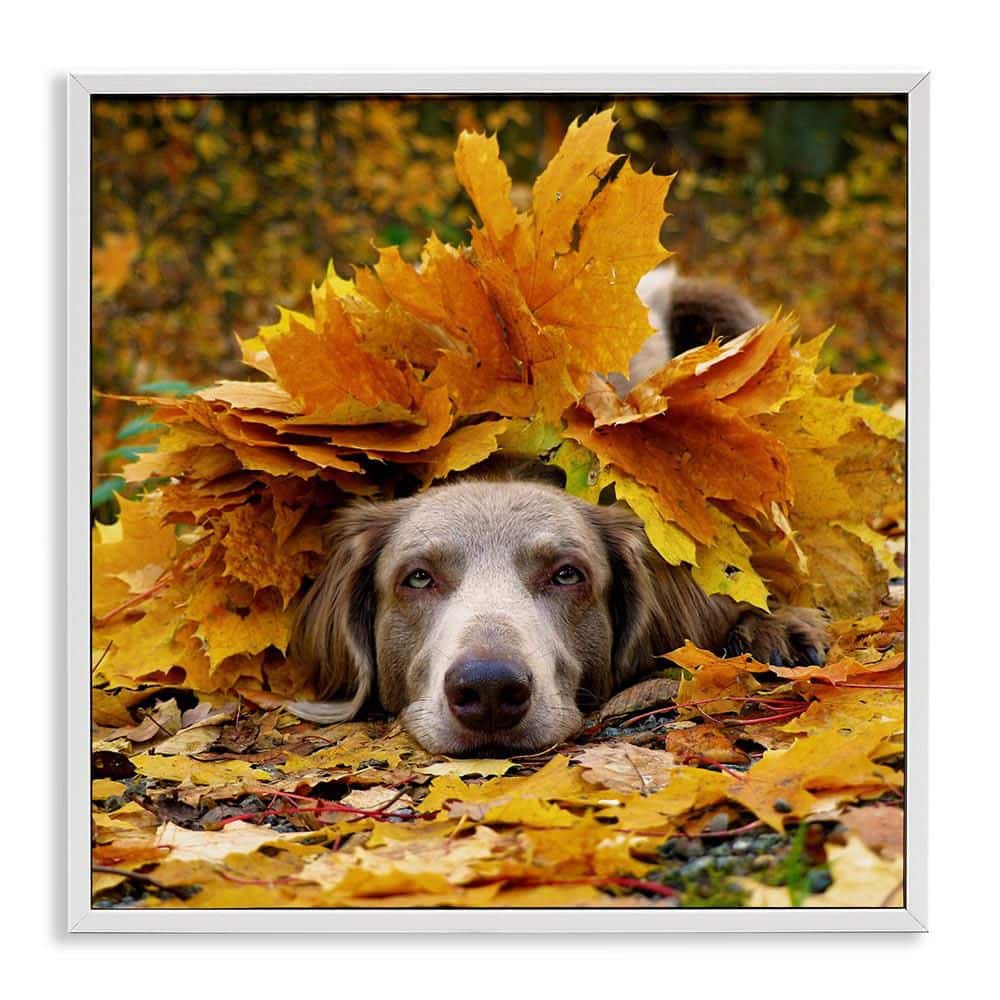 Happy Puppy Autumn Foliage by Lil' Rue White Framed Graphic Animal Art Print 17 in. x 17 in. price history on PriceWatchPro