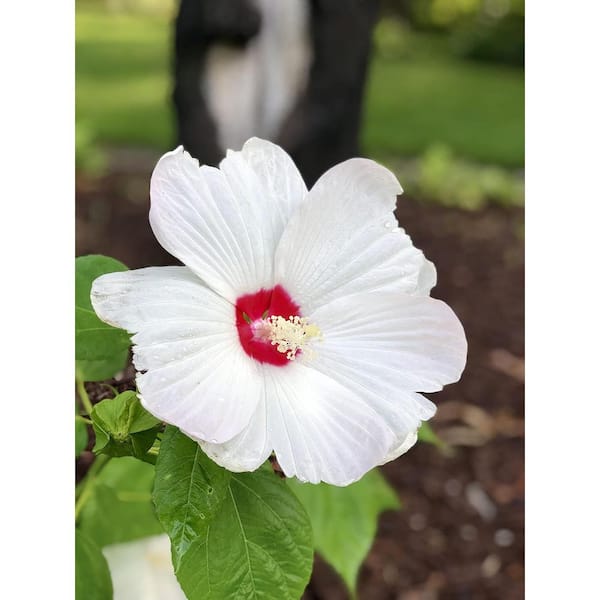 Wekiva Foliage White and Red Flower Hibiscus Tree-Live Plant in a 3 gal. Pot-Hibiscus Rosa Sinensis-Flowering Shrub