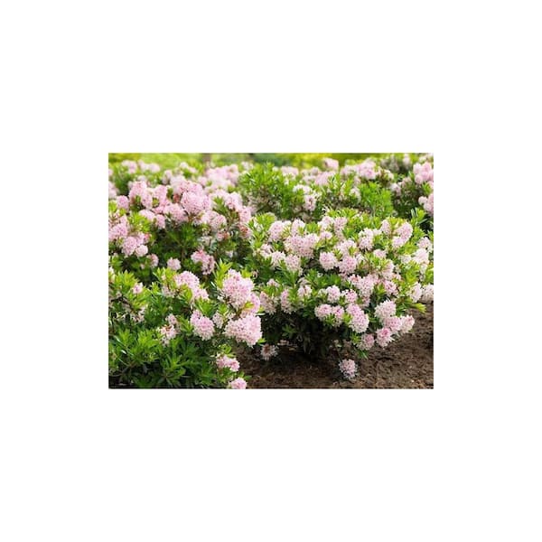 BLOOMIN' EASY 2 Gal. Bloombux Blush Rhododendron Live Shrub, Blush Pink  Flowers DGRD2679