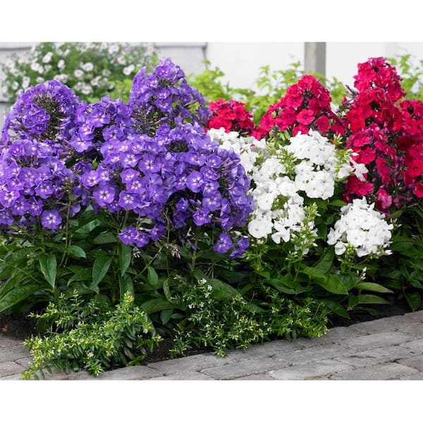 Bloomsz Phlox Mix Bareroot (5-Pack)