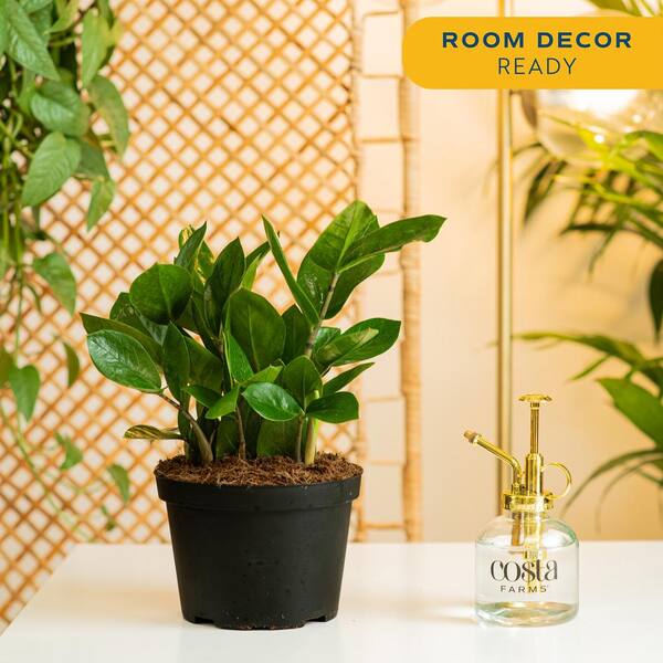 Costa Farms Zamioculas Zamiifolia Indoor ZZ Plant in 6 in