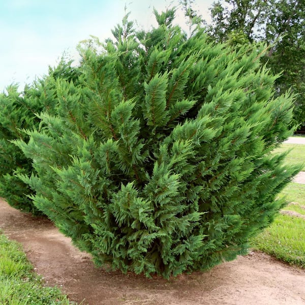 national PLANT NETWORK 2.25 Gal. Cypress Leyland Shrub HD7123
