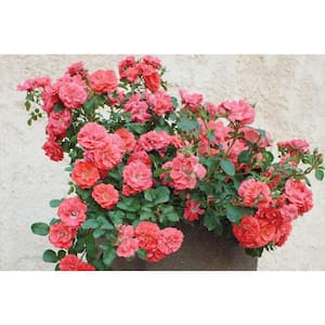 3 Gal. Coral Drift Live Rose Bush with Bright Coral-Orange Flowers