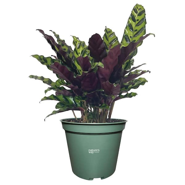 NATURE'S WAY FARMS Calathea Insignis Live Indoor Plant in Growers Pot Average Shipping Height 1-2 Ft. Tall