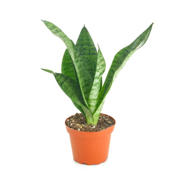 Shop Succulents Sansevieria Zeylanica Snake Plant, Easy Care Tropical Houseplant in 4 in. Grower Pot