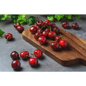 3 ft. Bing Cherry Bare Root Tree With Dark Red Juicy Fruit (2-Trees)