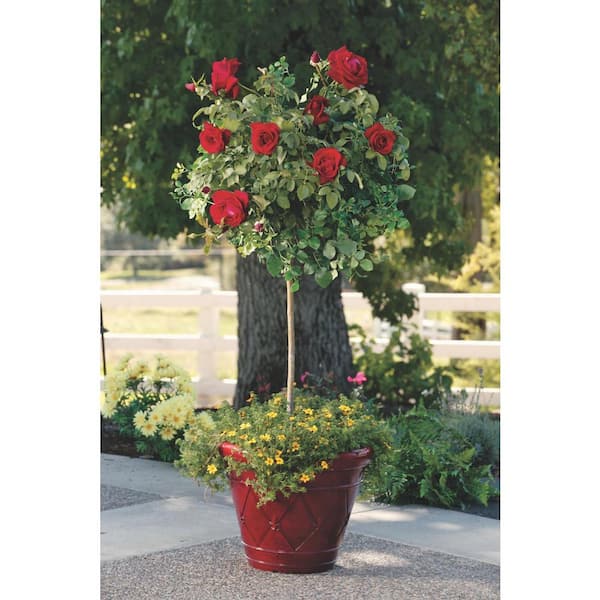 KNOCK OUT 3 Gal. Coral Knock Out Rose Bush with Brick Orange to Pink  Flowers 21308 - The Home Depot