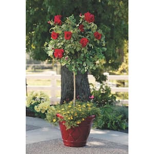 3 Gal. Assorted Double Knock Out Rose Tree with Assorted Color Flowers in 12 in. Knock Out Pot