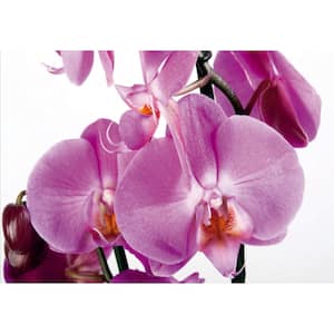 Falkirk Airdrie Landscapes Pink Orchids Modern Wall Mural