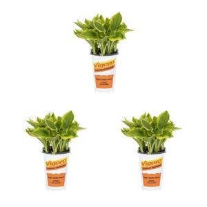 2 qt. Hosta Plantain Lily So Sweet Variegated Green Perennial Plant (3-Pack)