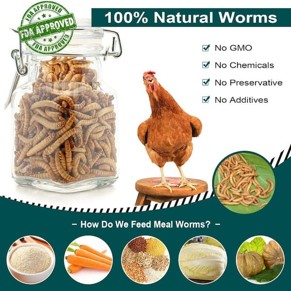 11 lb dried mealworms