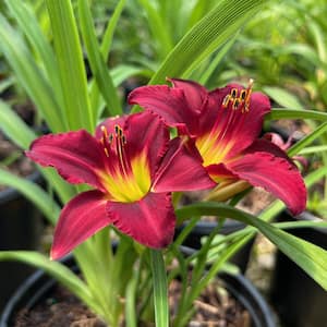 2.5 Qt. Pardon Me Daylily, Live Perennial Plant, Red Blooms with Yellow Throats